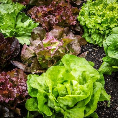 Plants Salades Bio