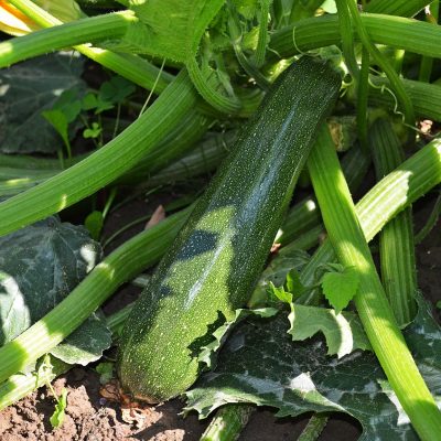 Plants courgettes anciennes bio