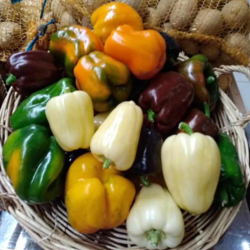 plant-poivron-piment-jardinier-bio