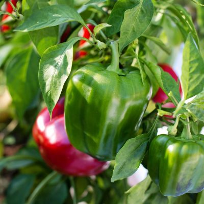 plant-poivron-piment-maraicher-bo