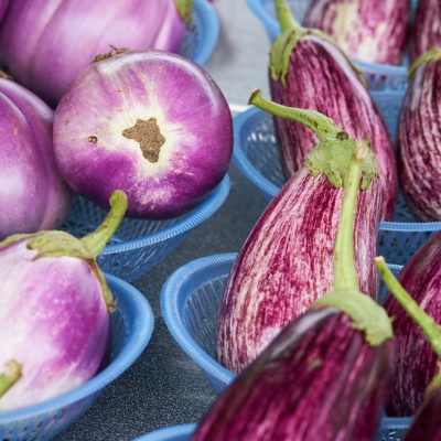 plant-aubergine-jardinier-bio