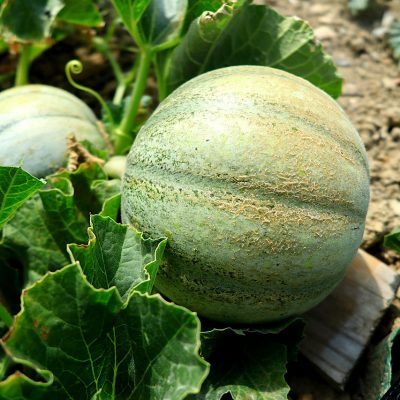 plant-melon-maraicher-bio