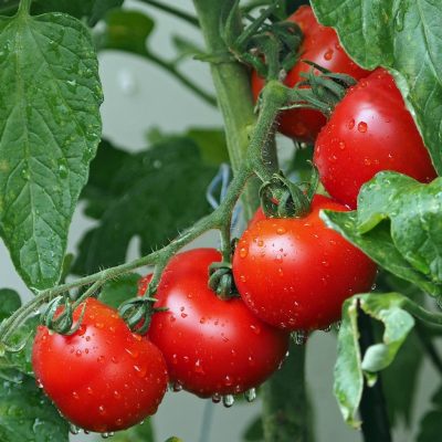 plant-tomate-maraicher-bio