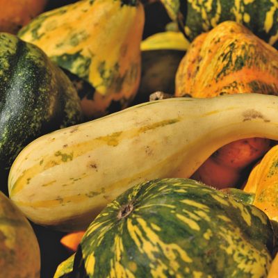 Plants courges anciennes bio